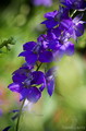 Delphinium Exaltatum